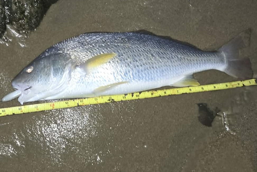 18.5" yellowfin croaker